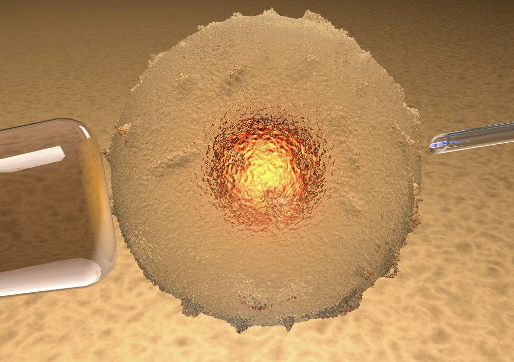 Close up illustration of embryo